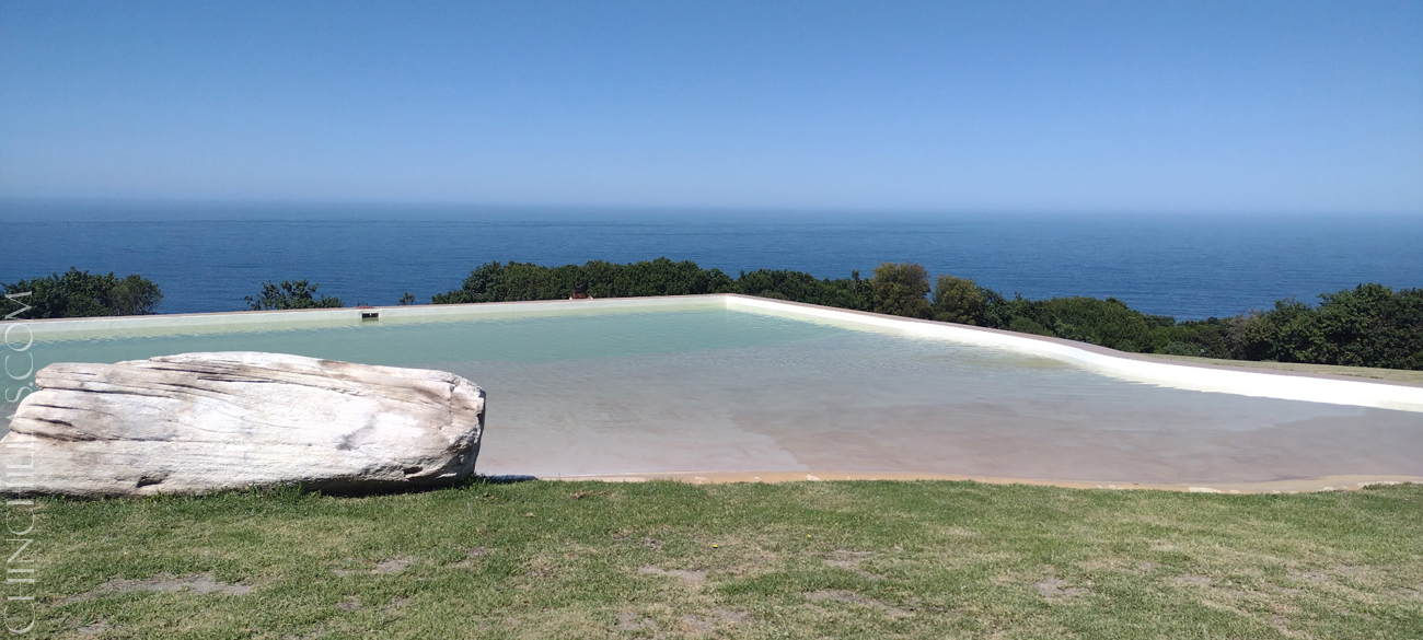 Violet chinchilla Mark Gillingham South Africa